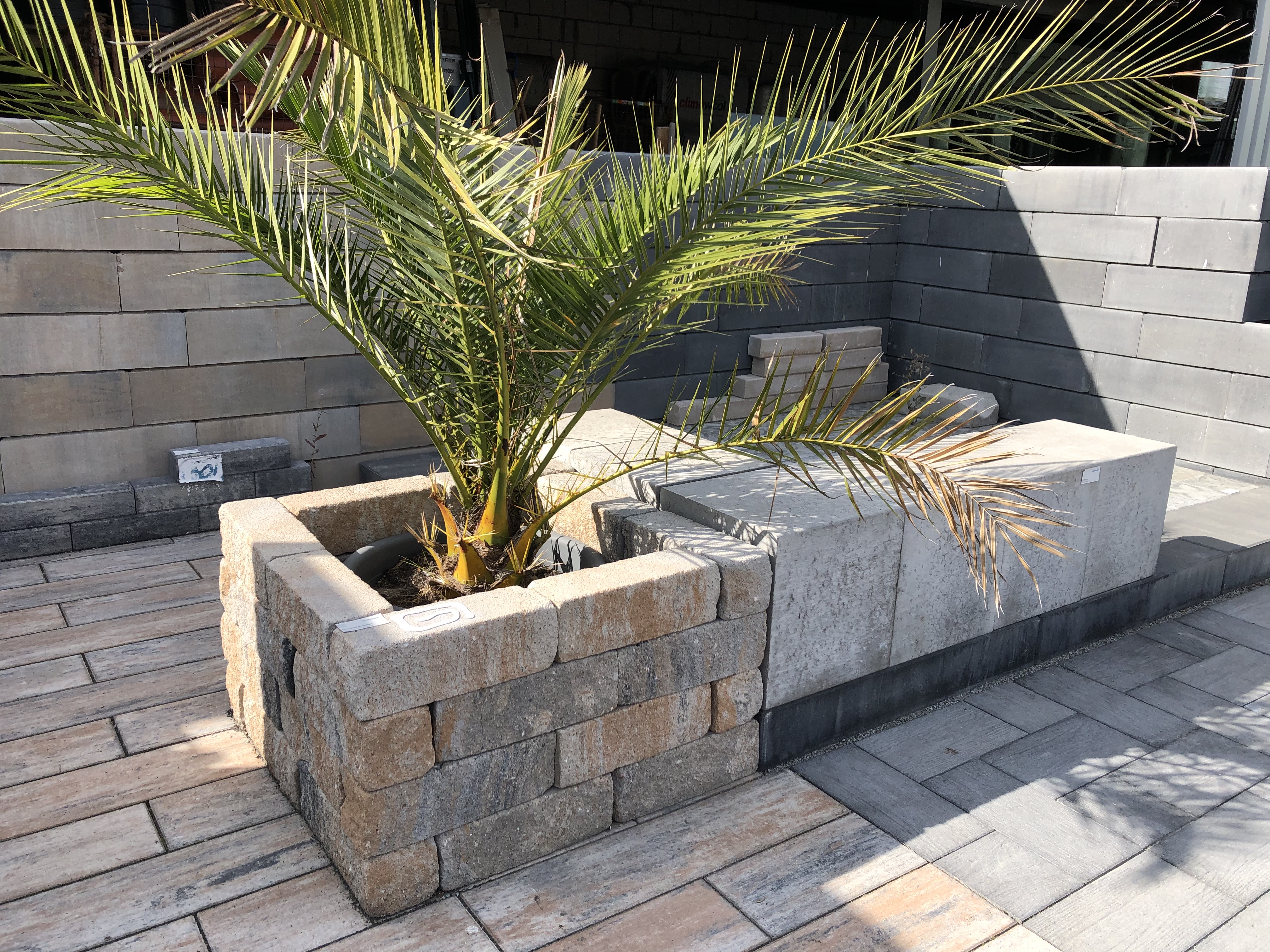 Eine Palme wächst in einem modernen Hochbeet aus Stein auf einer Terrasse mit gepflastertem Bodenbelag.